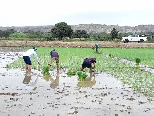 INIA instala semillas de arroz de alta calidad genética en Tumbes para potenciar la producción de este cultivo. ANDINA/Difusión