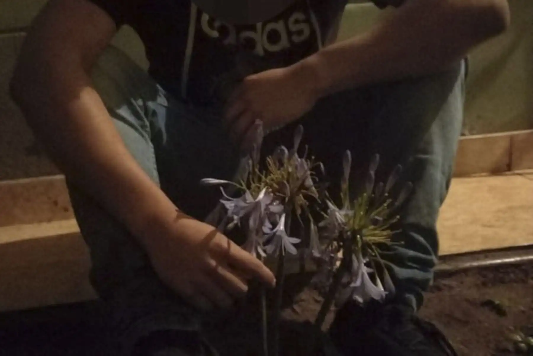 Con la siembra de un árbol, adolescentes en conflicto con la ley de Villa María el Triunfo reparan simbólicamente daños causados a su familia y personas afectadas por su proceder.  ANDINA/ Ministerio Público