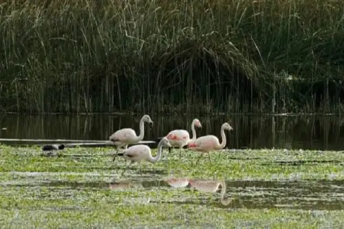 Las poblaciones de estas aves están amenazadas por la reducción y la fragmentación de su hábitat, y por las perturbaciones humanas, tales como las actividades mineras no reguladas que provocan la erosión de sus sitios de anidación, la contaminación de las aguas y la reducción en la disponibilidad de este recurso.
