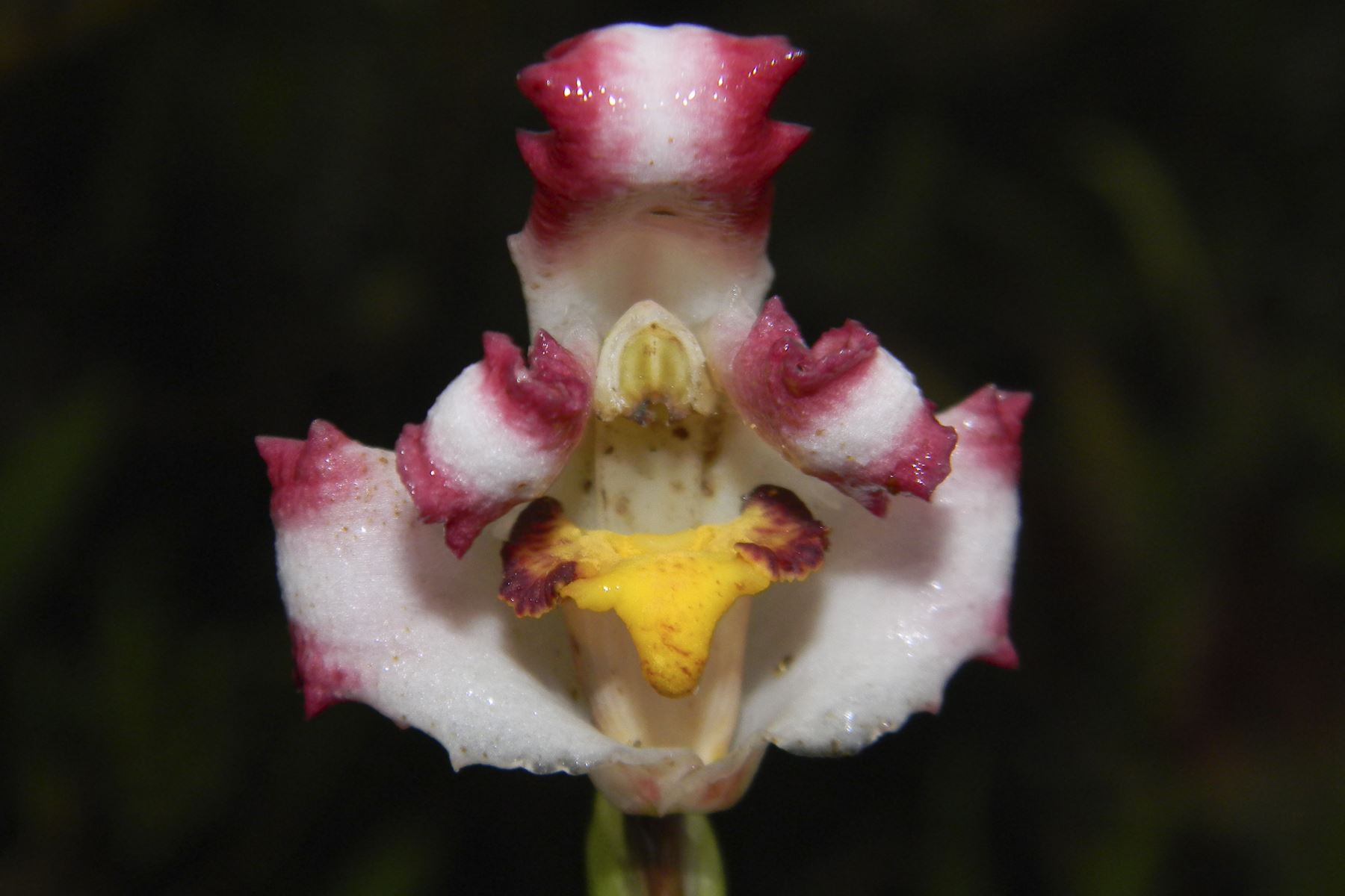 Hallazgo de un tipo de orquídea que no había sido descrito anteriormente fue hecho en Oxapampa, Pasco, por un grupo de investigadores que busca conocer a profundidad los procesos de polinización de la planta.