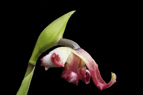 Hallazgo de un tipo de orquídea que no había sido descrito anteriormente fue hecho en Oxapampa, Pasco, por un grupo de investigadores que busca conocer a profundidad los procesos de polinización de la planta.