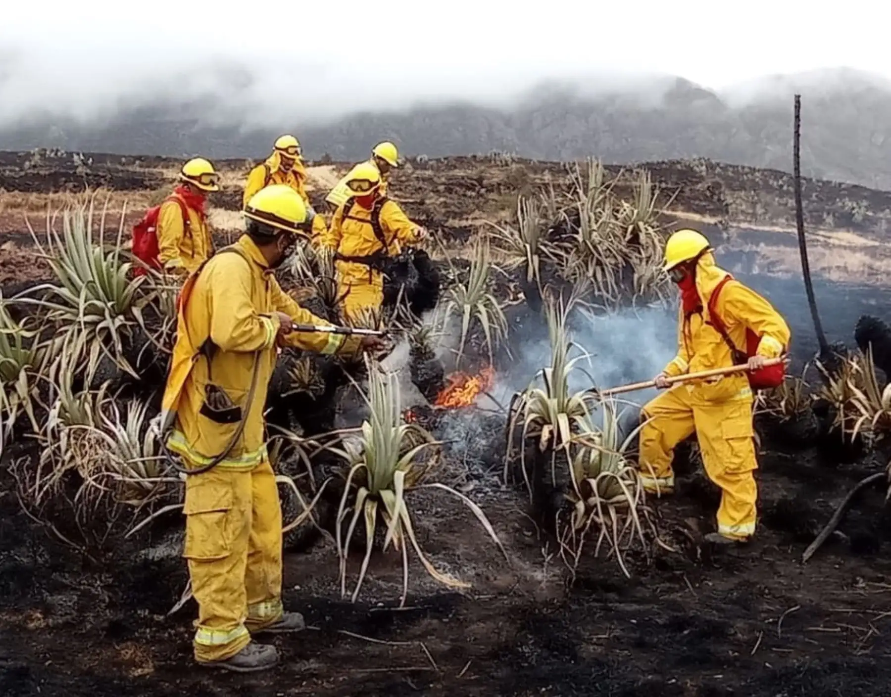 Guardaparques bomberos del Sernanp se movilizan para sofocar incendio forestal que se registra desde el domingo 19 en el distrito de San Jerónimo, en Cusco. ANDINA/Difusión