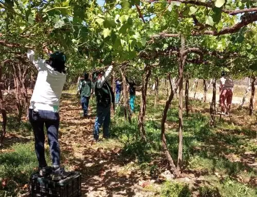 Con tecnología agraria y capacitación el INIA ayudará a mejorar la calidad exportable de la uva de mesa de Moquegua. ANDINA/Difusión