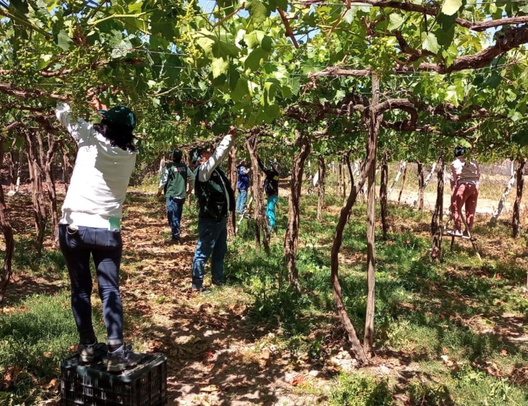 Con tecnología agraria y capacitación el INIA ayudará a mejorar la calidad exportable de la uva de mesa de Moquegua. ANDINA/Difusión