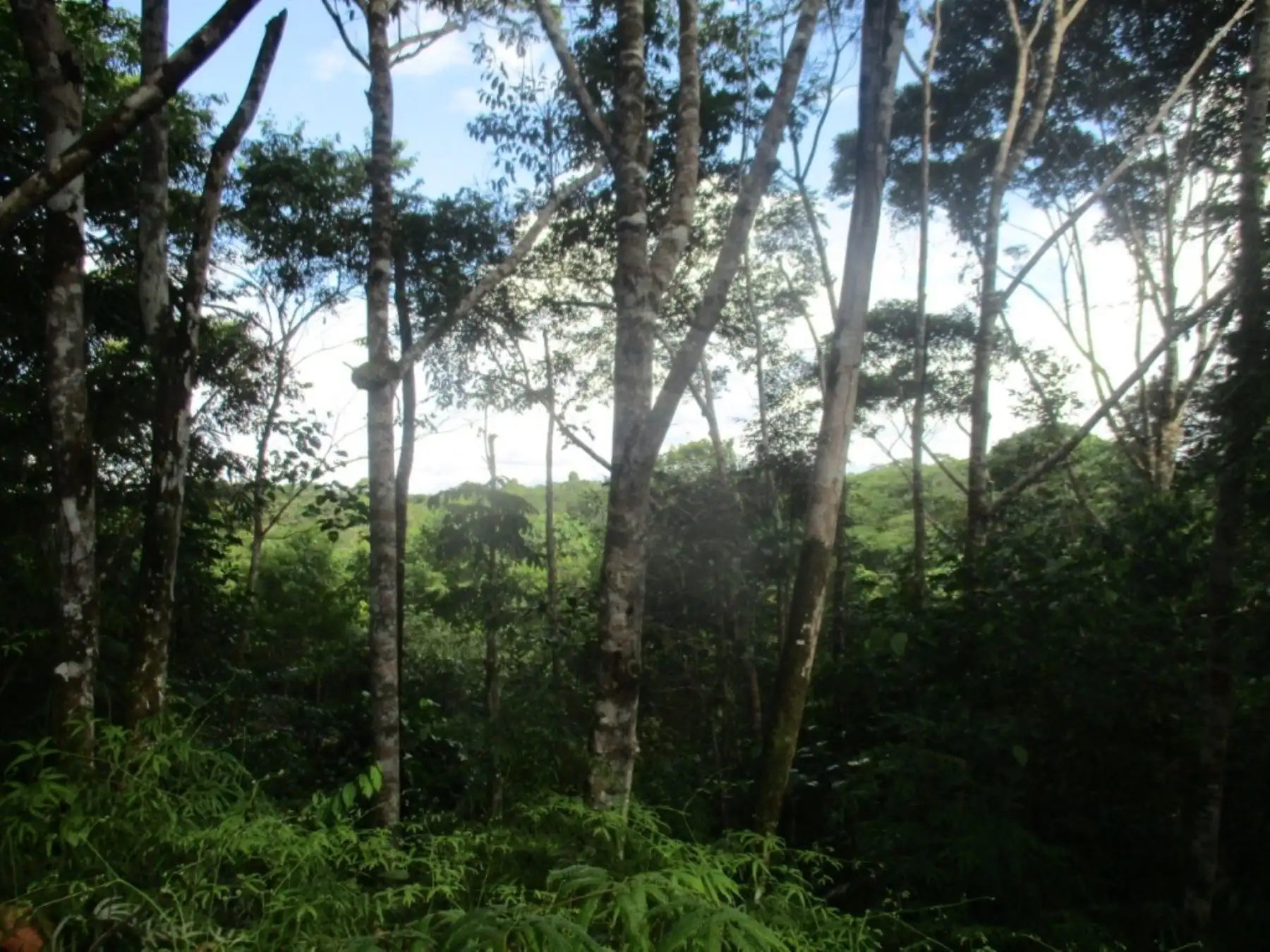 El área de conservación privada Ni Meraya se convirtió en la trigésima que se reconoce en Loreto que se convierte en la región líder en la conservación de la biodiversidad del país.