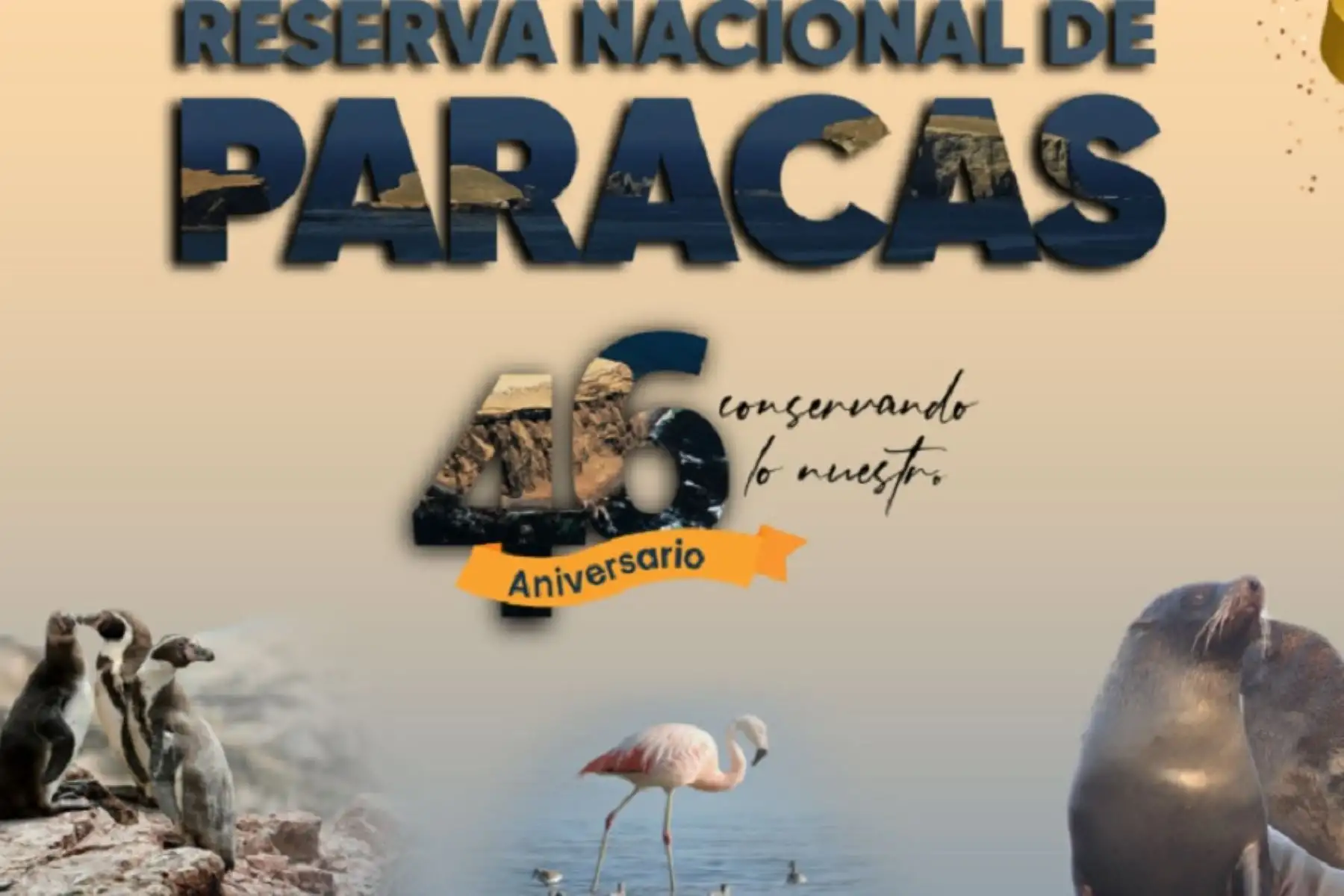 La Reserva Nacional de Paracas celebra su 46 aniversario como una de las áreas naturales protegidas que permite apreciar la enorme belleza paisajística y singular biodiversidad que existe en el ámbito marino y costero de la región Ica.