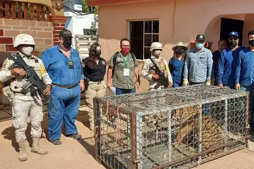 Agentes de la Guardia Nacional de México y de la Fiscalía aseguraron a una tigresa de Bengala durante un operativo de cateo en Sonora. Foto: Efe.