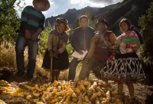 Pequeños agricultores de la Comunidad de Chillihuani, en Cusco, a 4,000 metros sobre el nivel del mar, recuperaron y conservan variedades de mashua, un tubérculo nativo muy resistente y más nutritivo que la papa, que además cuenta con propiedades medicinales antibióticas valoradas tradicionalmente, por lo que es considerado un superalimento. Foto: PNUD