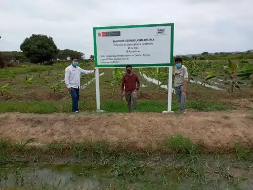 Científicos del INIA en Tumbes iniciaron una investigación para generar variedades de banano de alta calidad genética que resistan plagas y mejoren la competitividad de los productores. Foto: ANDINA/difusión.
