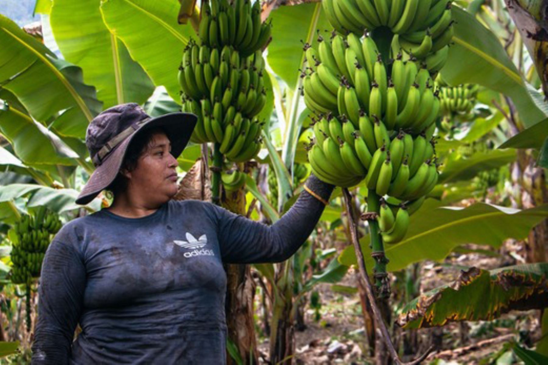 La actividad plátano contempla la creación de 14 parcelas demostrativas de aprendizaje para mejorar la cadena productiva de plátano. Foto: ANDINA/Devida