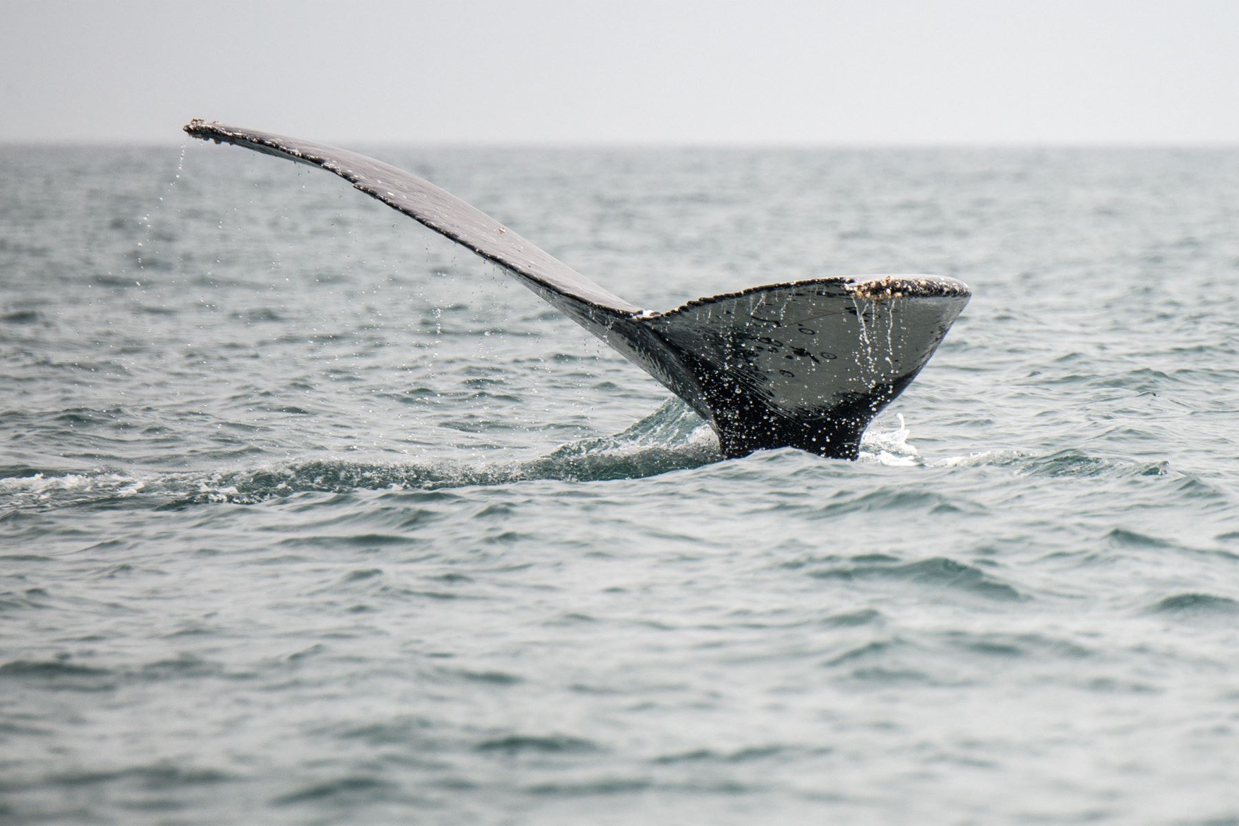 Una cola de ballena jorobada rompe la superficie frente a la costa de Islilla en Piura, norte de Perú,
Foto: AFP