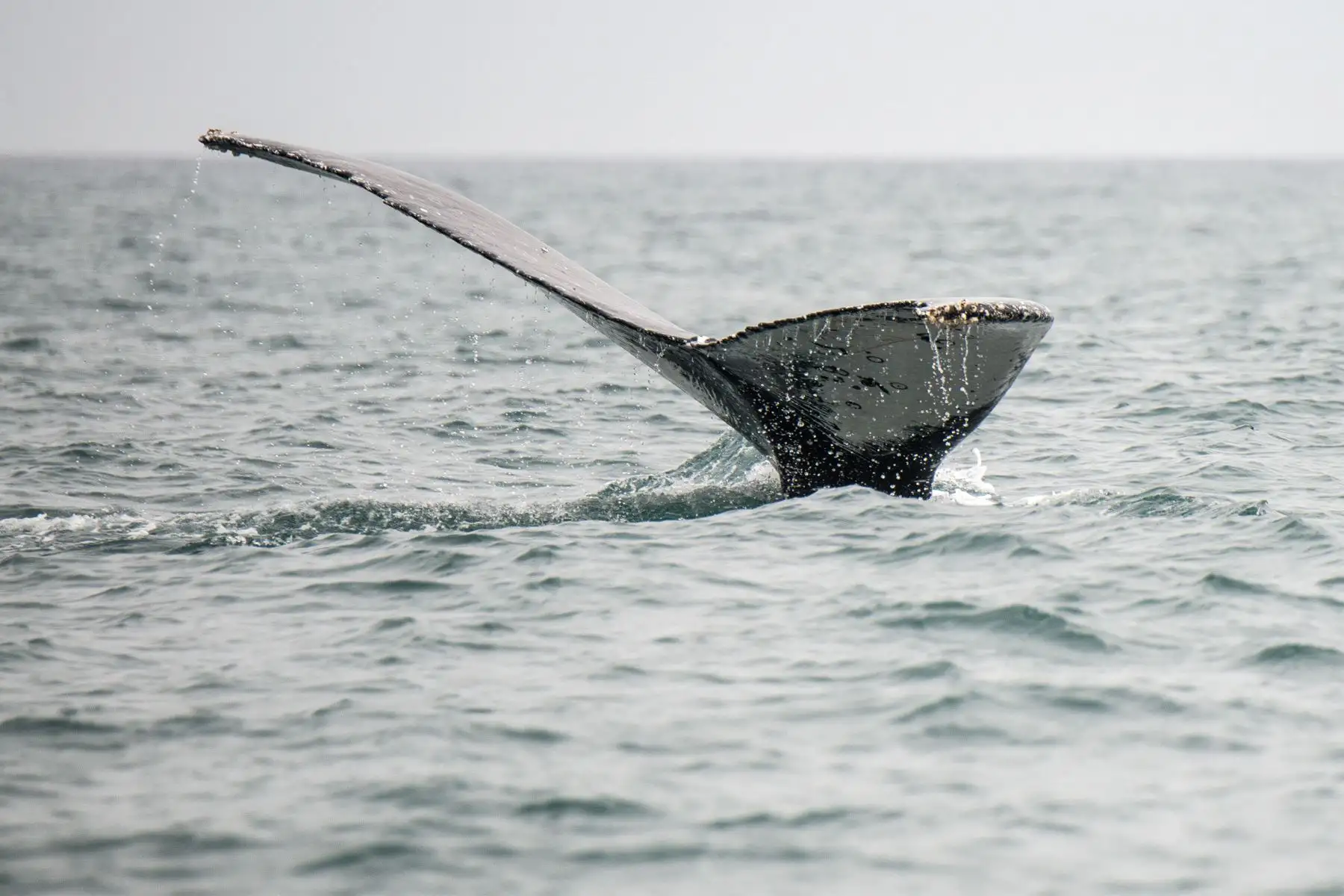 Una cola de ballena jorobada rompe la superficie frente a la costa de Islilla en Piura, norte de Perú,
Foto: AFP