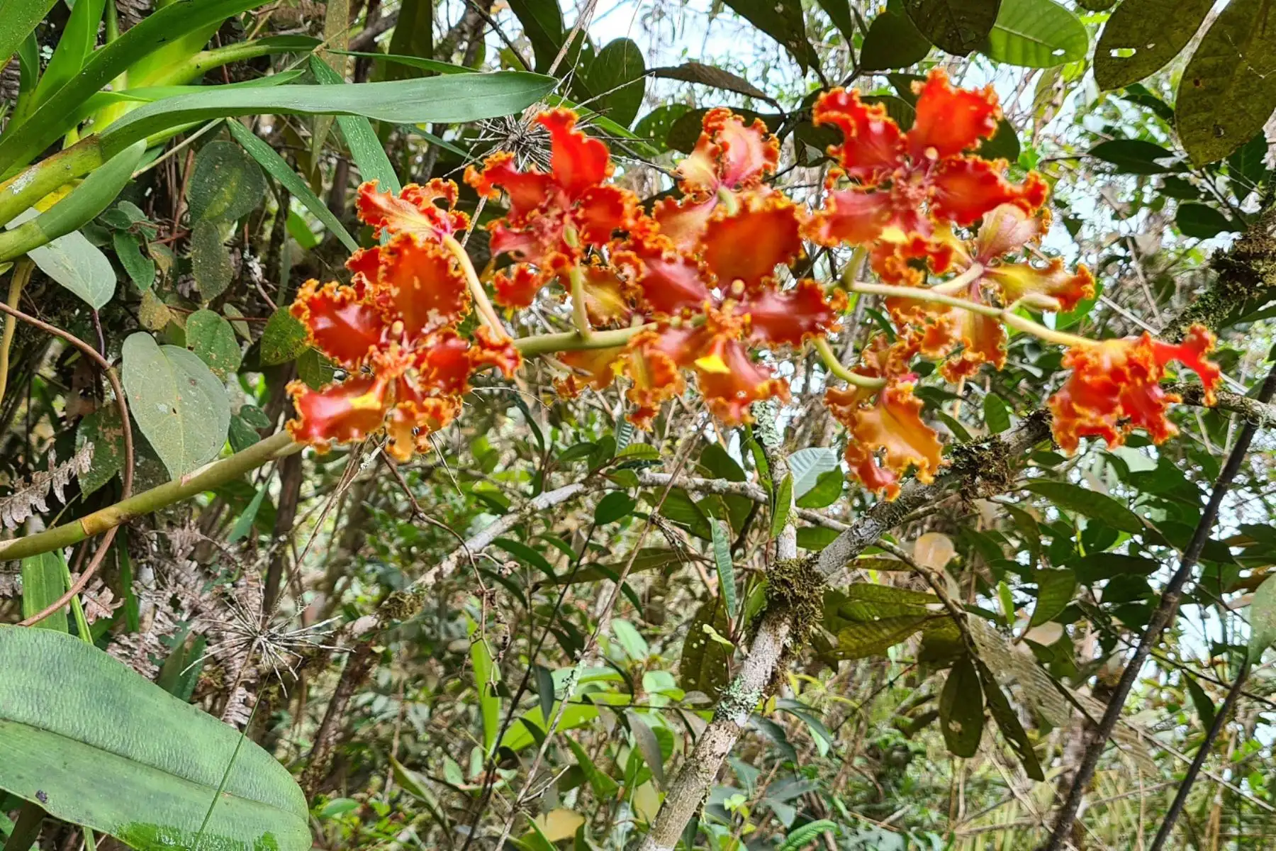 El paraje Capiro Llaylla, ubicado en el distrito de Llaylla, es la tercera área de conservación privada de la región Junín. Foto: ANDINA/Difusión
