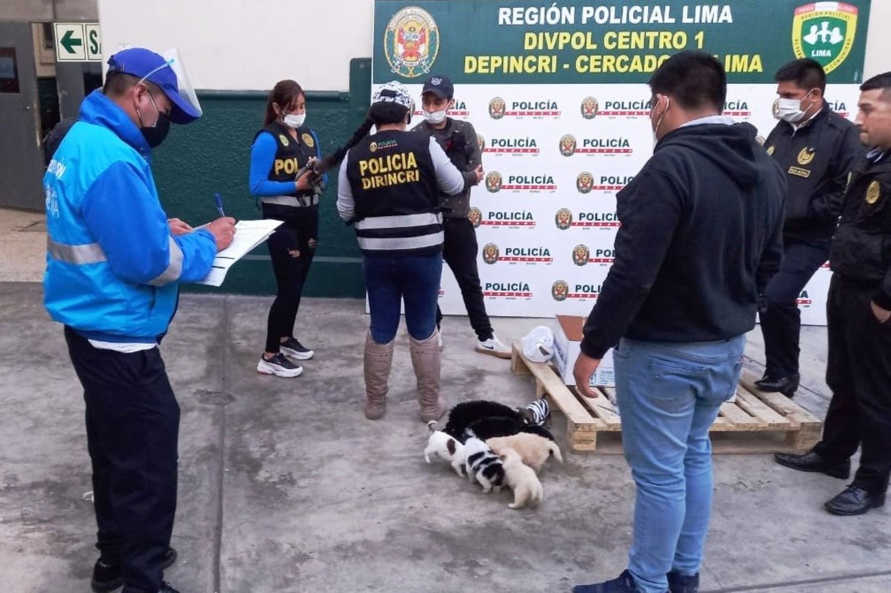 Mesa Redonda: rescatan a 11 perros que iban a ser vendidos ilegalmente. Foto: ANDINA/Difusión.