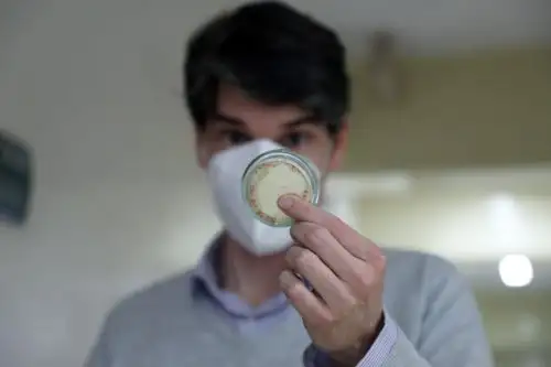 De tener éxito la estrategia de los investigadores de UPCH, representaría una solución económica, durable, no tóxica y amigable con el ambiente para la protección de superficies metálicas, como los ductos de gas y petróleo, o de agua potable, que son normalmente atacadas por biofilms que las corroen, contaminan su contenido y causan derrames. Foto: Concytec