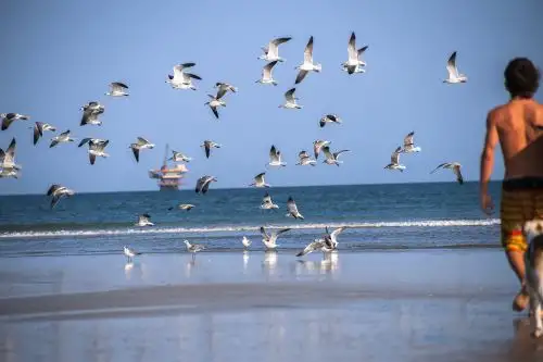 La región Piura alberga el mayor número de playas y balnearios preferidos por los turistas gracias a su extraordinaria belleza paisajística, ideales para el descanso y recargar energías, la recreación, el avistamiento de ballenas y para la práctica de todo tipo de deportes náuticos. ANDINA/Difusión