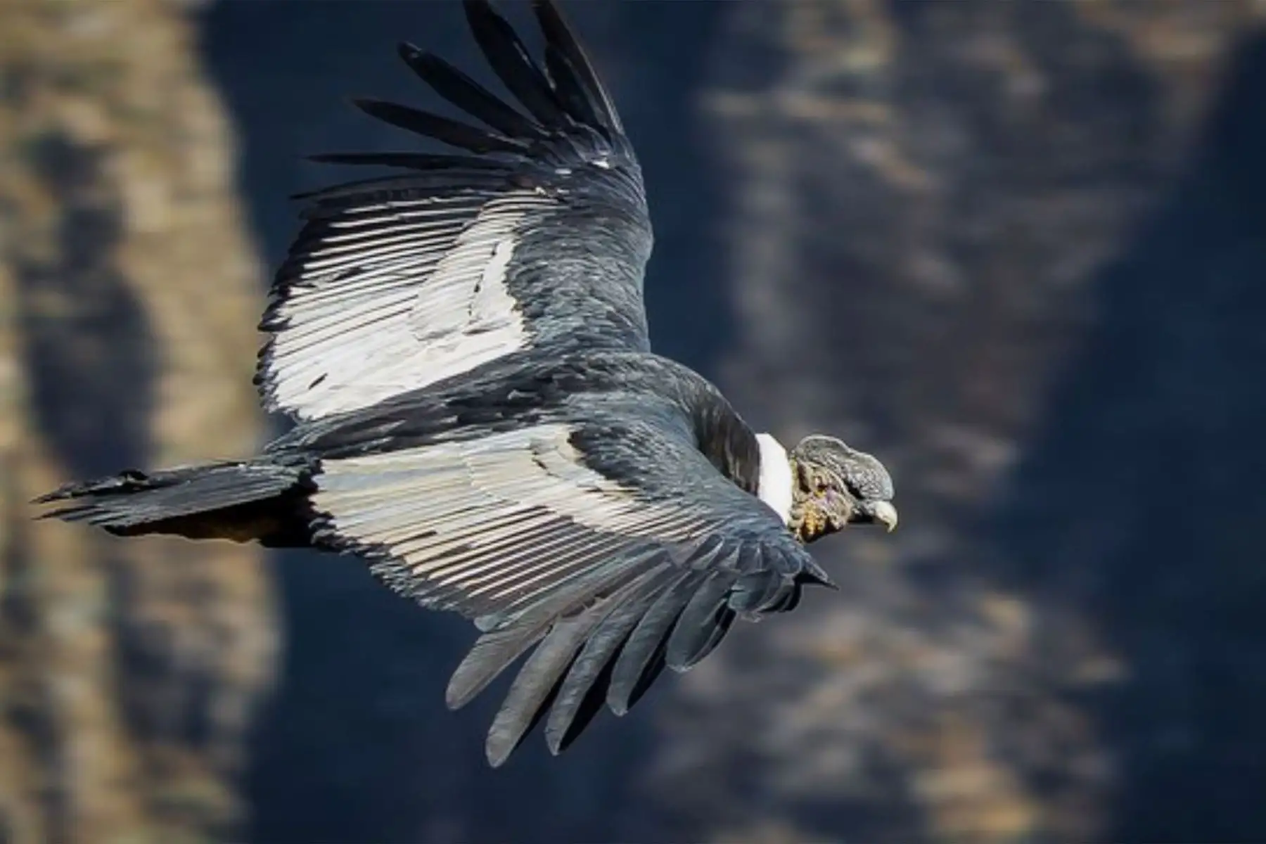 El cóndor andino es el ave más grande del mundo y es una de las aves emblemáticas del Perú porque está muy vinculado a su cultura desde las civilizaciones precolombinas que surgieron y se desarrollaron en nuestro país, cuya herencia se ha conservado a través de tradiciones y costumbres en las comunidades de la sierra. ANDINA/Difusión