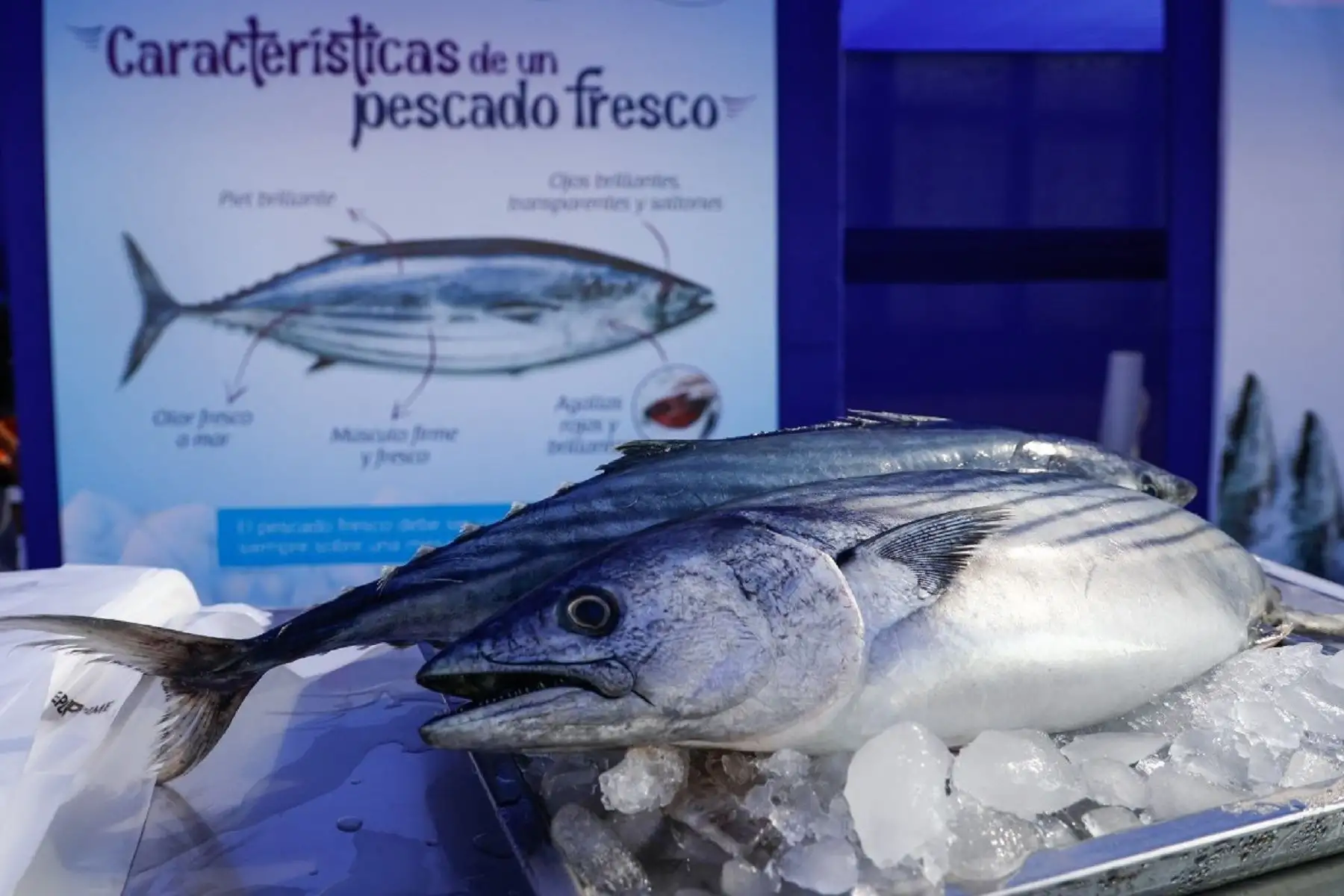 Pescado bonito.