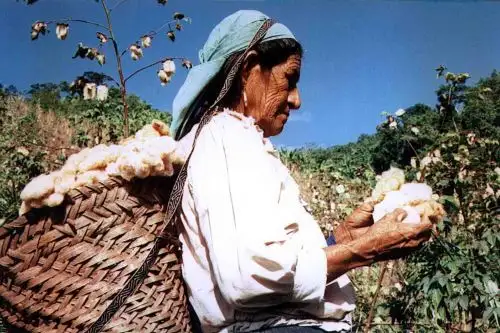 El Perú participa en un proyecto piloto pionero en Latinoamérica en términos de registro de informaciones, transacciones y rastreo de la producción algodonera y de transparencia en la industria textil de la región. Foto: ANDINA/archivo.