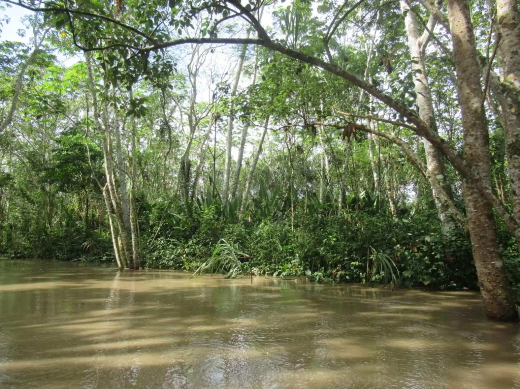 El Estado peruano reconoció a la comunidad indígena Once de Agosto Rio Ucayali de Loreto como área de conservación privada. ANDINA/Difusión