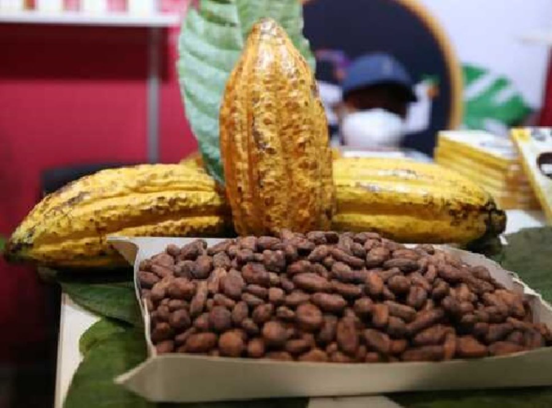 El Ministerio del Ambiente (Minam) resaltó la producción de cacao libre de deforestación y los emprendimientos de eco y bionegocios relacionados con esta actividad. Foto: ANDINA/difusión.
