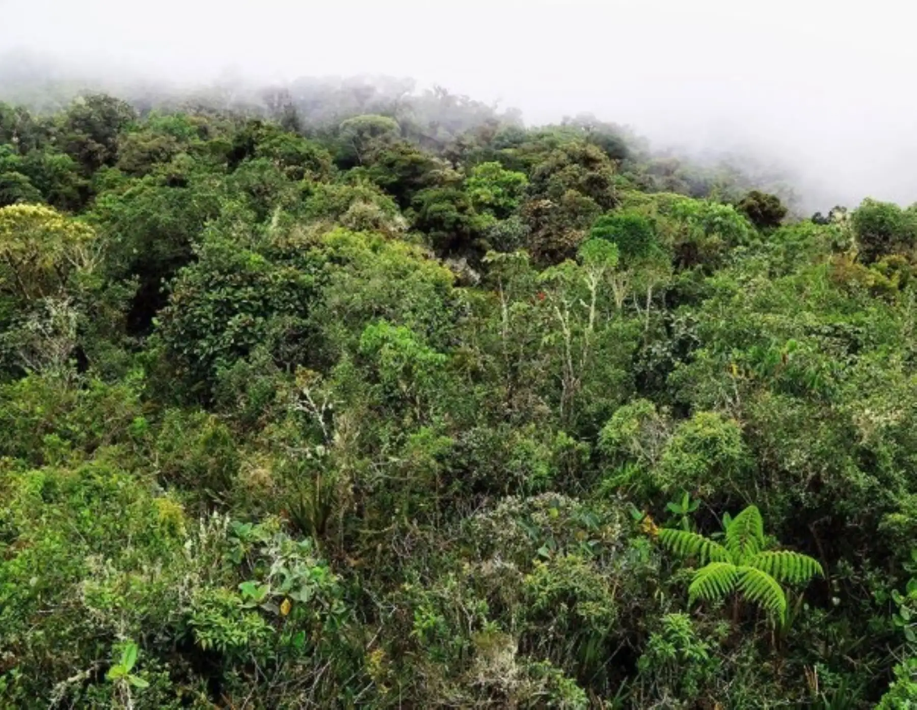 Serfor incorpora a 16 bosques de la región Pasco en la "Lista sectorial de ecosistemas frágiles", para una mejor protección.