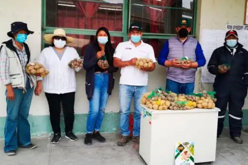 Se sembrarán las semillas en parcelas demostrativas que han sido habilitadas en campos agrícolas ubicados a 3,200 metros sobre el nivel del mar. Foto: ANDINA/INIA