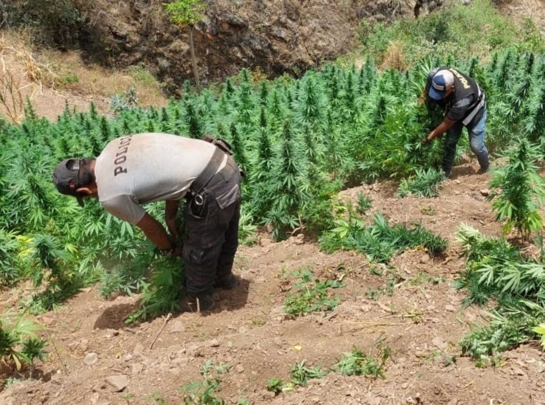 Policía de La Libertad erradica 22,000 plantones de marihuana en distrito de Cochorco, ubicado en la provincia de Sánchez Carrión. ANDINA/Difusión