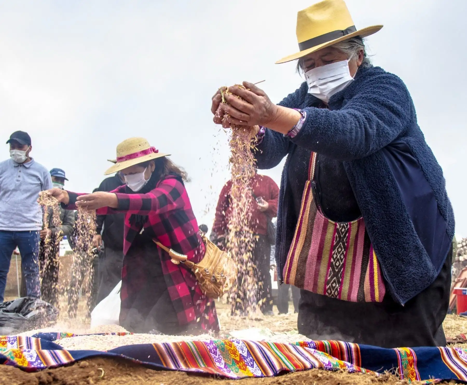 Cusco: Agro Rural lanzó Campaña de Siembra de Pastos y Forrajes 2021-2022.