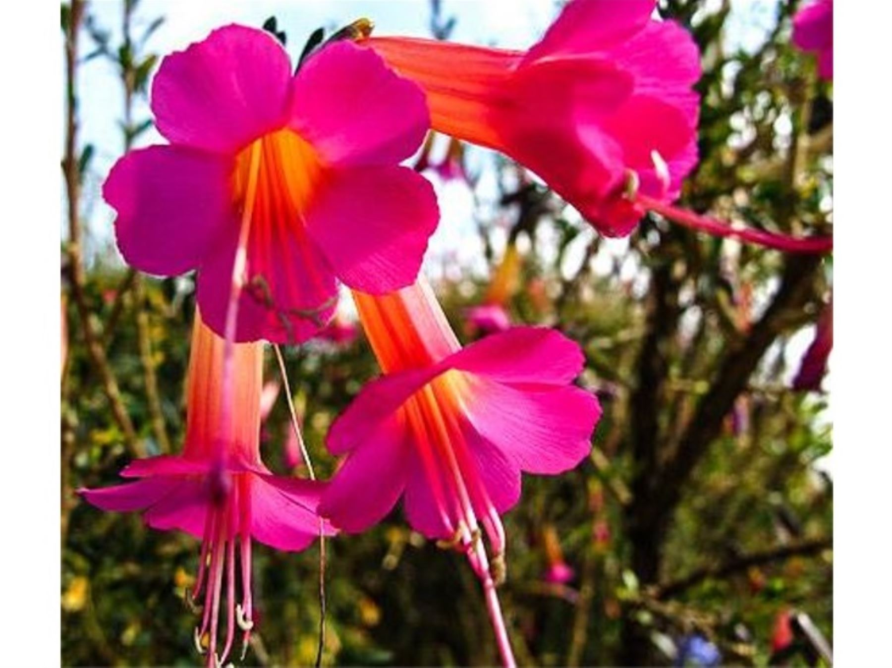 La cantuta es considerada la Flor Nacional del Perú.