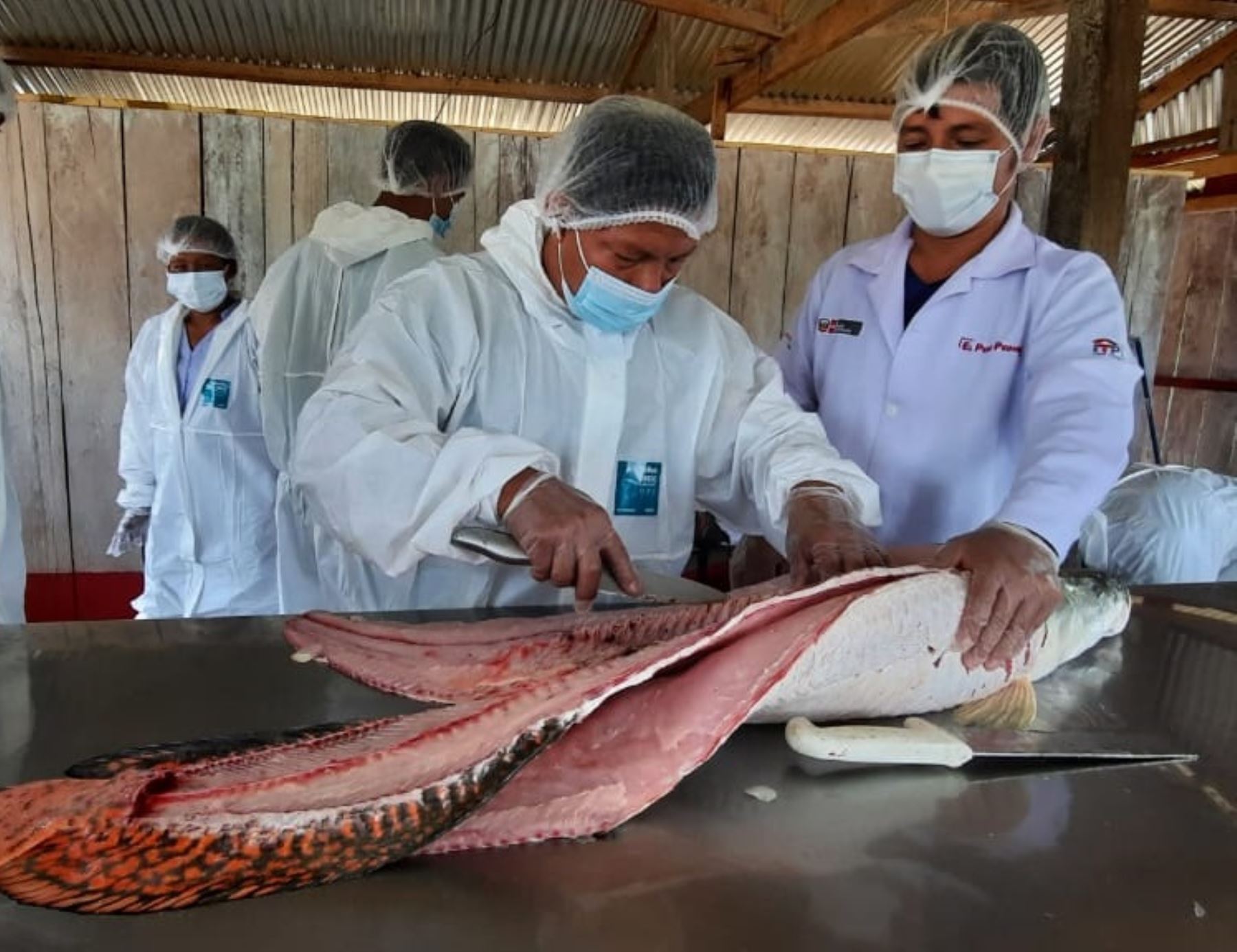 Emprendedores indígenas de la comunidad de Yanayacu, ubicada en Loreto, innovarán con chorizos y hamburguesas elaboradas con carne de paiche, el emblemático pez amazónico. ANDINA/Difusión