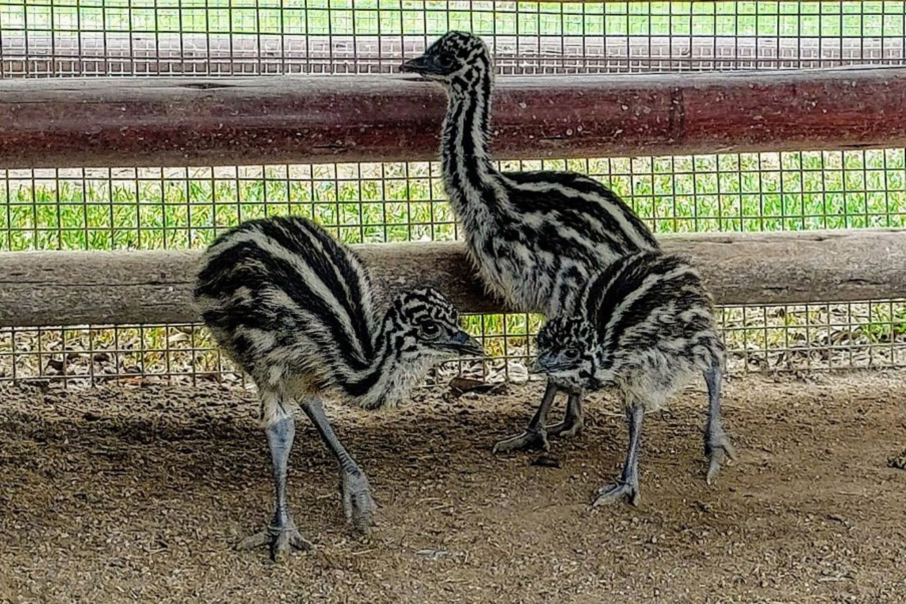 Dos polluelos emúes nacieron el pasado 10 de septiembre, y otro, el último 16 de septiembre en el Parque de las Leyendas. Foto: ANDINA/Difusión