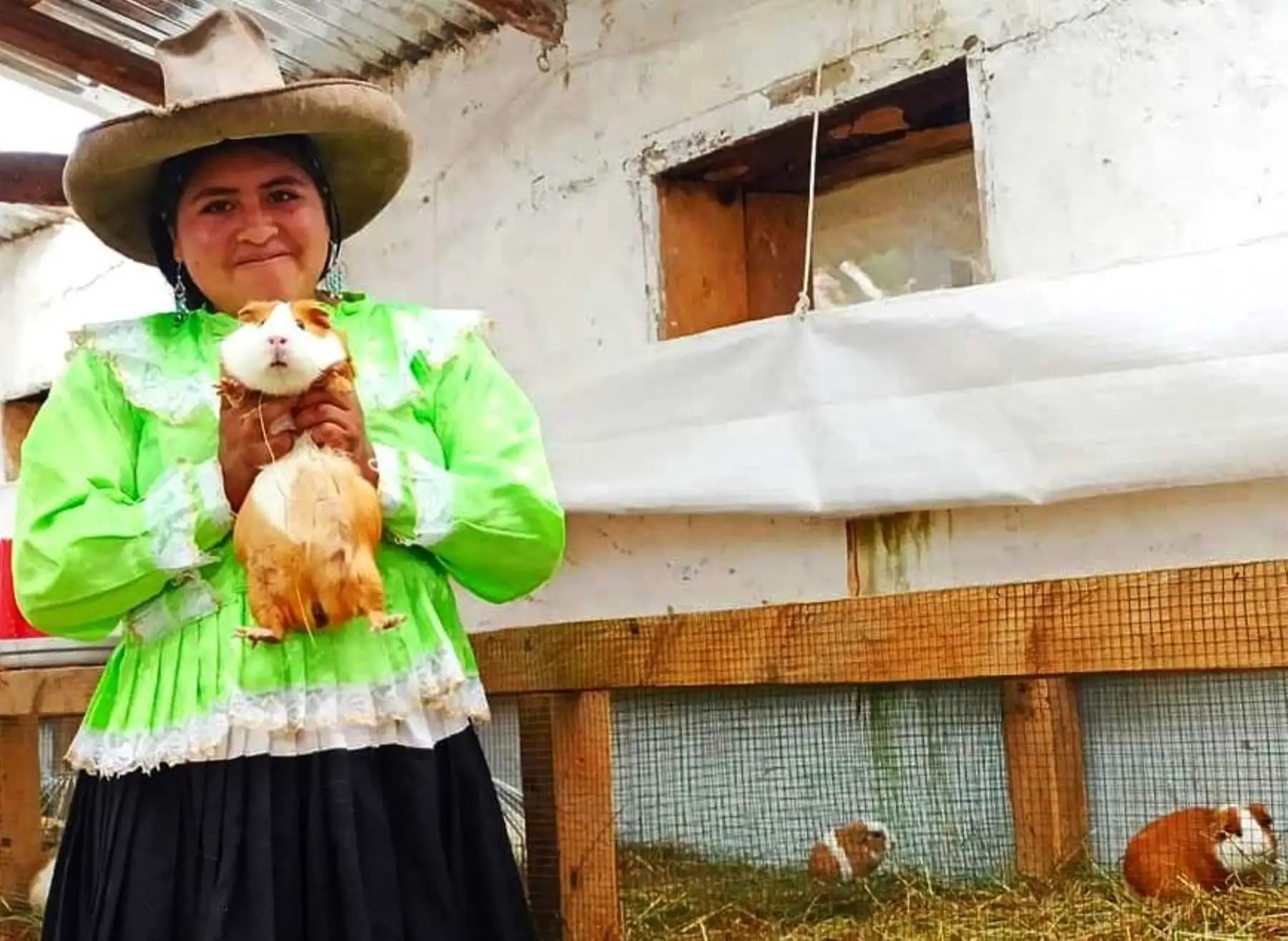 El cuy es la estrella del festival que organiza el Proyecto Especial Jequetepeque-Zaña y que promueve emprendimientos de pequeños productores de diversos distritos de Cajamarca. ANDINA/Difusión