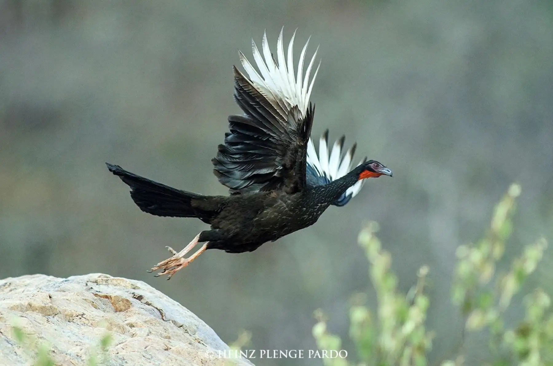 La pava aliblanca es una de las aves emblemáticas del Perú que encontró en la Reserva Ecológica Chaparrí uno de los lugares donde se salvó de la extinción.  Foto: Cortesía Heinz Plenge Pardo