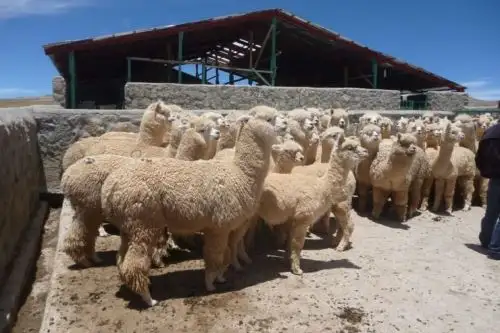 Foto: ganadería.