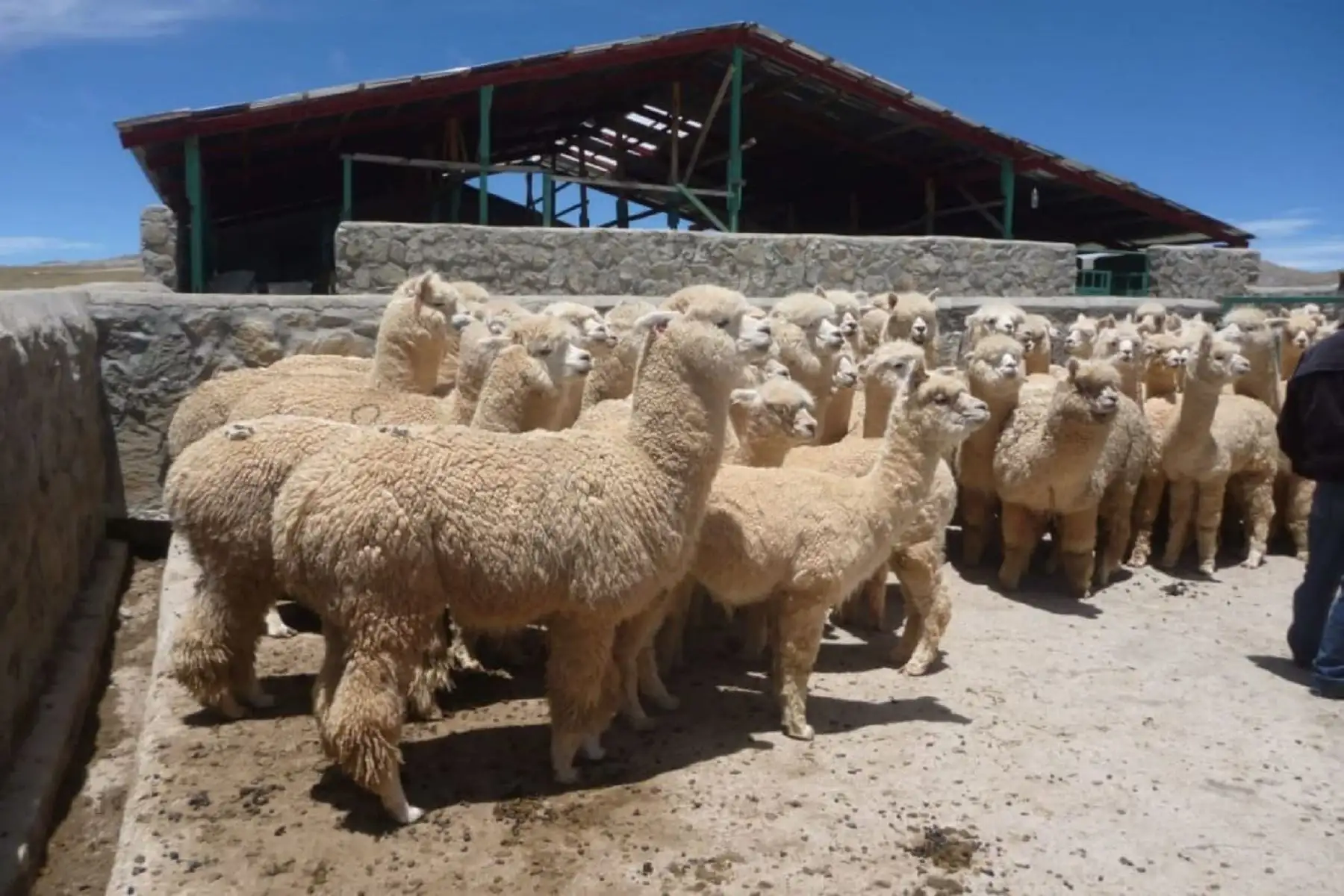 Foto: ganadería.