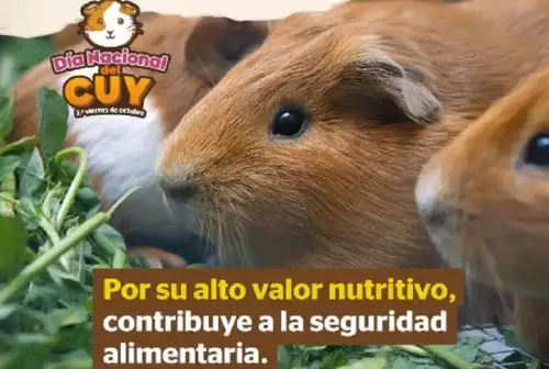 La carne de cuy tiene un alto valor biológico, por lo que es considerado un superalimento, debido a que contiene los aminoácidos y ácidos grasos esenciales requeridos en la nutrición humana. Su consumo contribuye a la seguridad alimentaria y a fortalecer la identidad nacional.