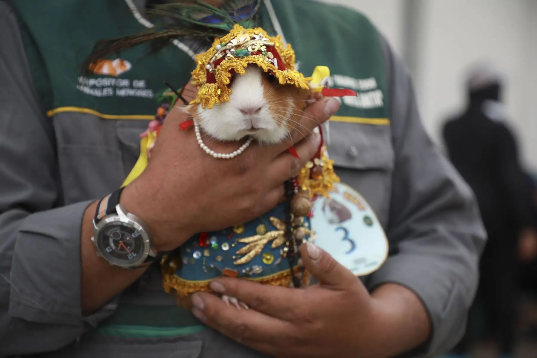 Por el Día Nacional del Cuy, la Dirección Regional de Agricultura Junín (DRAJ), realizó el Festival del Cuy con diversas actividades como el juzgamiento de animales menores, venta y exposición de animales vivos, concurso de Cuy Fashion y venta de platos típicos, que contó con la participación de productores de cuyes de la región Junín. Foto: Difusión