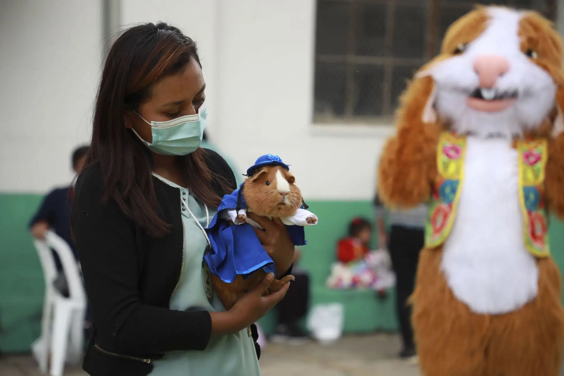 Por el Día Nacional del Cuy, la Dirección Regional de Agricultura Junín (DRAJ), realizó el Festival del Cuy con diversas actividades como el juzgamiento de animales menores, venta y exposición de animales vivos, concurso de Cuy Fashion y venta de platos típicos, que contó con la participación de productores de cuyes de la región Junín. Foto: Difusión
