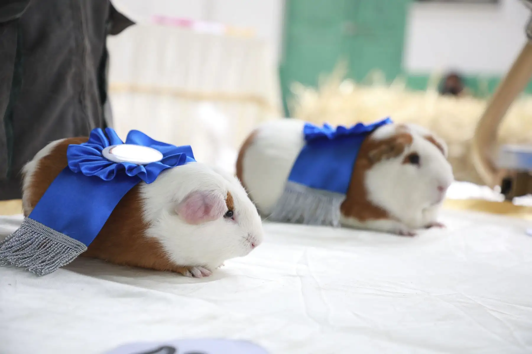 Por el Día Nacional del Cuy, la Dirección Regional de Agricultura Junín (DRAJ), realizó el Festival del Cuy con diversas actividades como el juzgamiento de animales menores, venta y exposición de animales vivos, concurso de Cuy Fashion y venta de platos típicos, que contó con la participación de productores de cuyes de la región Junín. Foto: Difusión