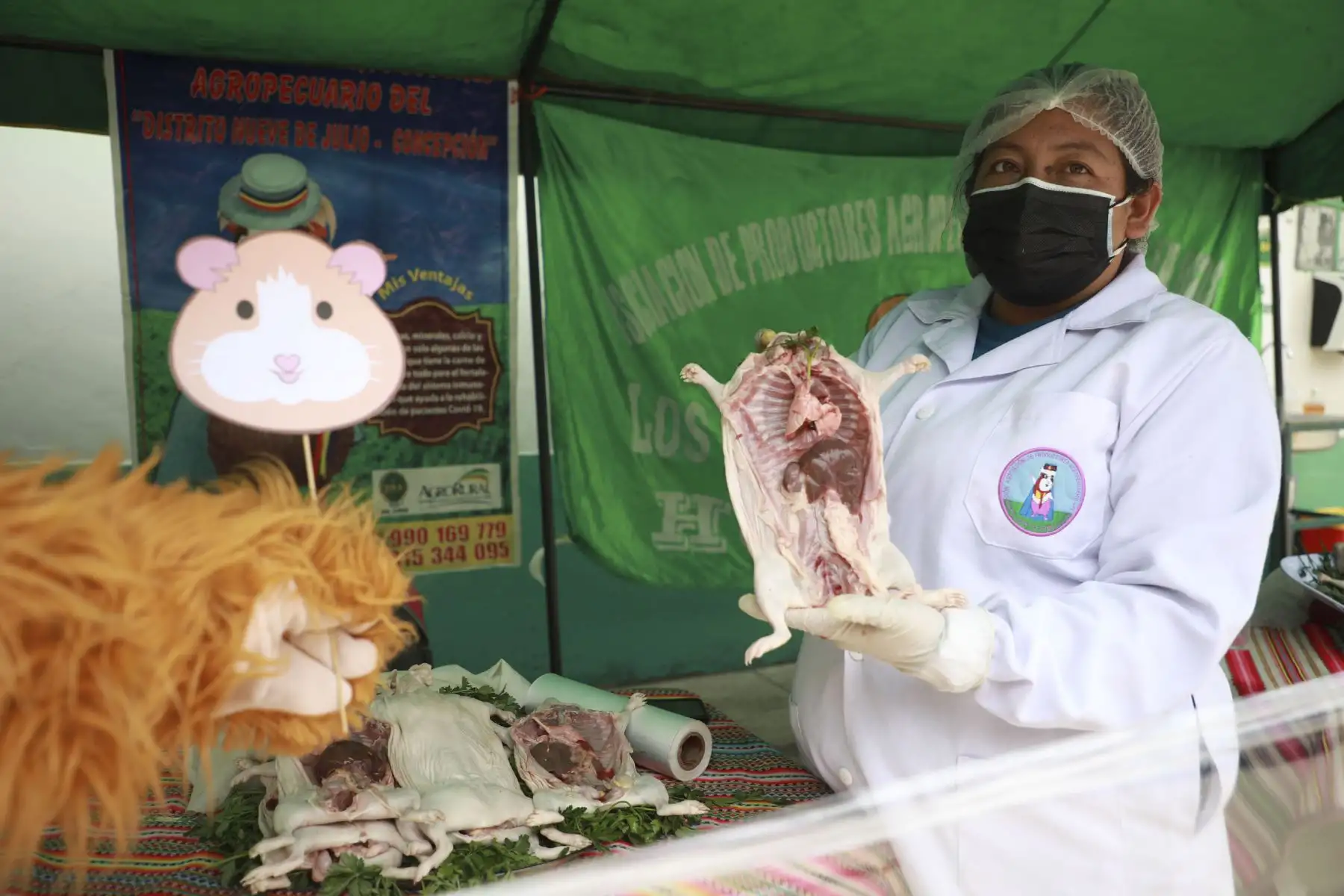 Por el Día Nacional del Cuy, la Dirección Regional de Agricultura Junín (DRAJ), realizó el Festival del Cuy con diversas actividades como el juzgamiento de animales menores, venta y exposición de animales vivos, concurso de Cuy Fashion y venta de platos típicos, que contó con la participación de productores de cuyes de la región Junín. Foto: Difusión