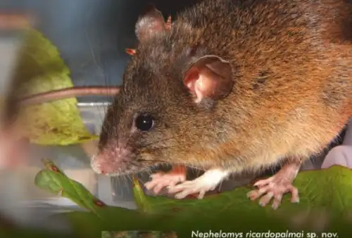 Nueva especie de roedor silvestre bautizado como Nephelomys ricardopalmai, conocido como “rata arrozalera de Ricardo Palma”, fue descubierta por biólogos peruanos Dennisse Ruelas y Víctor Pacheco, investigadores del Museo de Historia Natural de la Universidad Nacional Mayor de San Marcos, en la provincia de Luya del departamento de Amazonas. Foto: Víctor Pacheco.