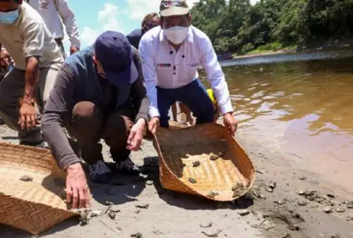 El ministro del Ambiente, Rubén Ramírez; y su homólogo europeo, Lord Zac Goldsmith, acompañados de la embajadora británica, Kate Harrison, visitaron esta semana la Reserva Nacional Pacaya Samiria para conocer las acciones que realizan las comunidades asentadas en ese lugar para conservar esta especie nativa de nuestra fauna amazónica.