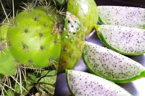 El sanky se caracteriza por su alta dosis de vitamina C, ideal para reforzar el sistema inmunológico del organismo, evitando de esta forma el desarrollo de enfermedades gripales y respiratorias.