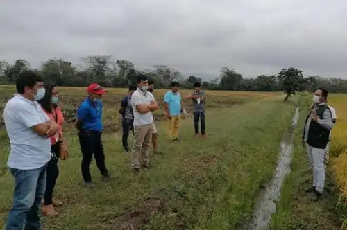 Los pequeños y medianos agricultores han aprendido técnicas para la producción y generación de semillas certificadas con alto valor genético. Foto: ANDINA/INIA.