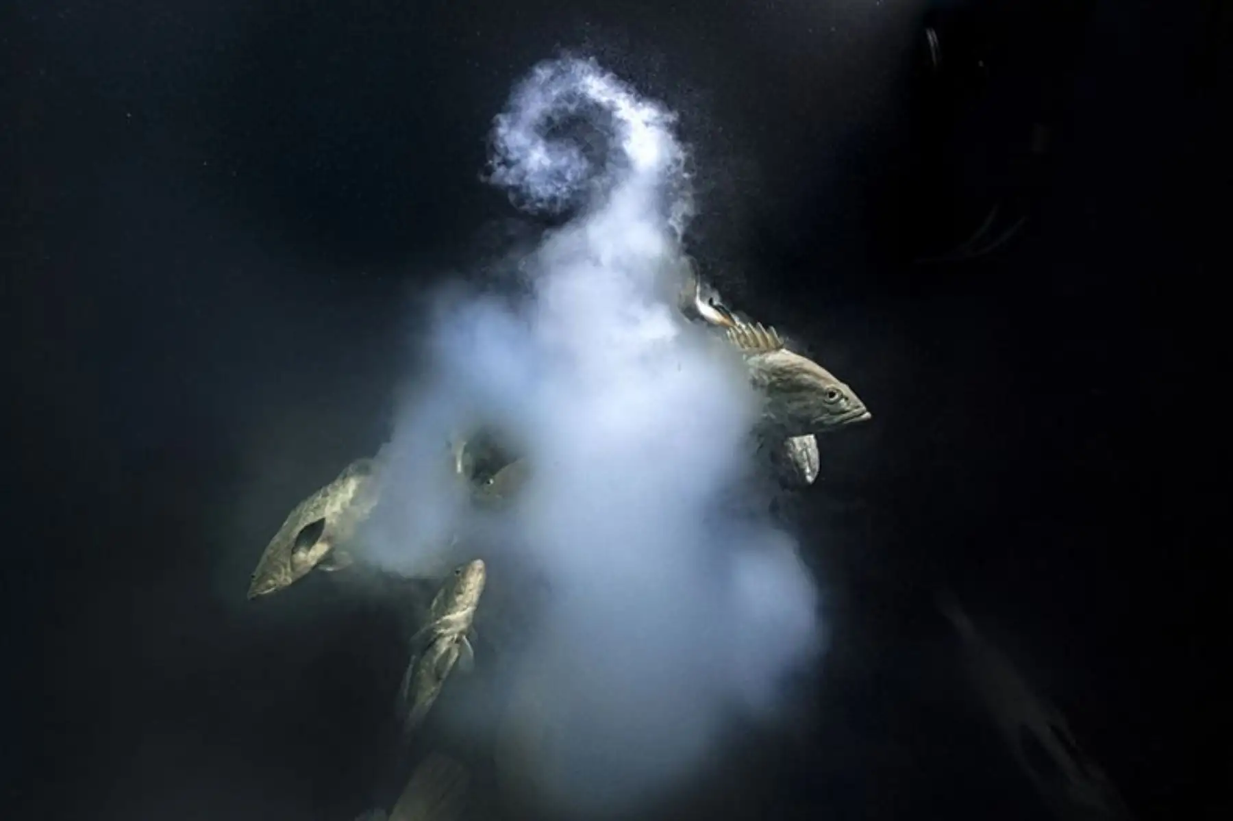 Es como una explosión submarina. Un grupo de meros camuflados se apresuran a lanzar su esperma sobre los huevos que acaban de despedir las hembras. Foto: LAURENT BALLESTA/WPY