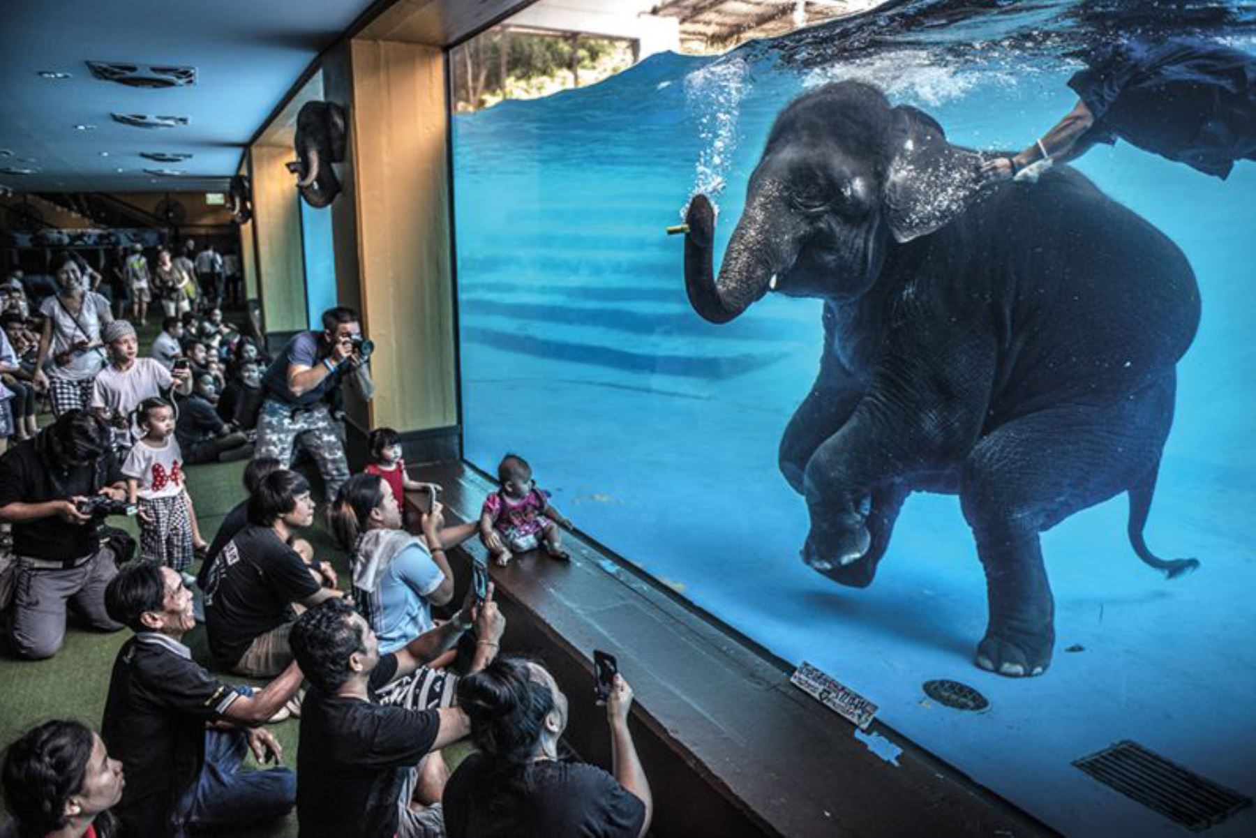 Adam Oswell recibió el premio de Periodismo Fotográfico por esta imagen de visitantes en un zoológico de Tailandia que observan a un elefante joven haciendo un despliegue bajo el agua. El turismo de elefantes ha aumentado por toda Asia. Ahora en Tailandia hay más elefantes en cautiverio que en hábitats silvestres. Foto: ADAM OSWELL/WPY