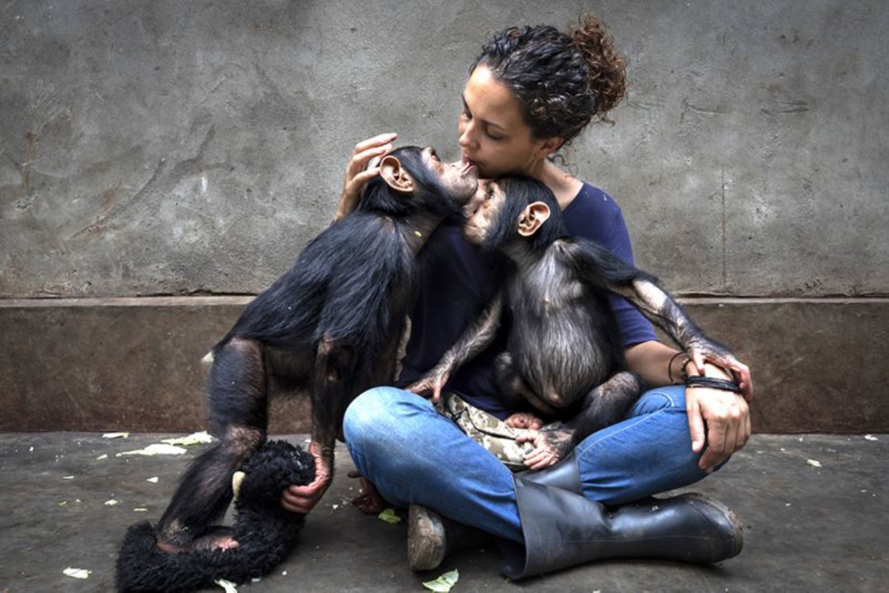 Brent Stirton ganó el premio de Crónica Periodística Fotográfica. Es una secuencia de imágenes que siguen la rehabilitación en un centro de cuidados de chimpancés huérfanos por el comercio de carne de animales silvestres en África. En la foto se ve a la directora del centro presentando un chimpancé recién rescatado a otro que está bajo su cuidado. Foto: BRENT STIRTON/WPY