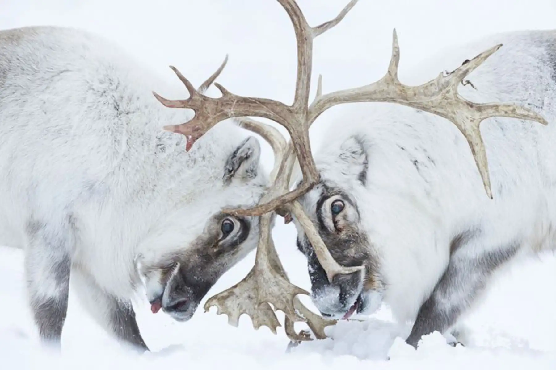 WPY siempre ha contado con fotos en la nieve espectaculares y esta ganó en la categoría Comportamiento: Mamíferos. Stefano Unterthiner observa a dos renos de Svalbard, Noruega, batallar por el control de un harén. Mientras observaba la lucha, Stefano dijo sentirse inmerso en "el olor, el ruido, la fatiga y el dolor". Foto: STEFANO UNTERTHINER/WPY