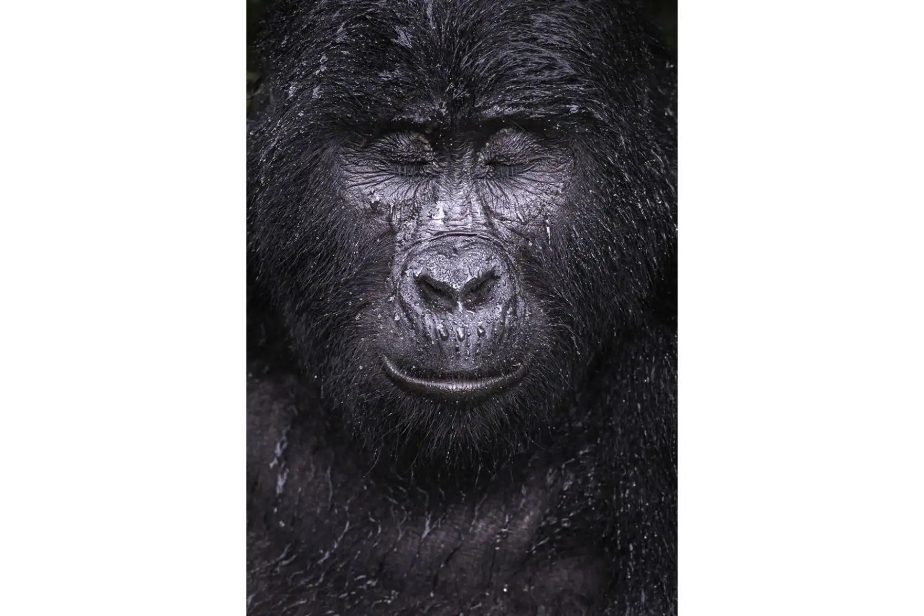 Majed Ali caminó durante cuatro horas para encontrarse con Kibande, un gorila de montaña de casi 40 años en el Parque Nacional de la Selva Impenetrable de Bwindi, en el suroeste de Uganda. "Entre más escalábamos, más caliente y húmedo se hacía", recuerda Majed. Esta imagen que muestra a Kibande refrescándose bajo la lluvia ganó en la categoría Fotos de Animales. Foto:MAJED ALI/WPY